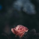 황금요양병원장례식장