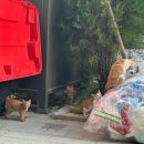 나주시 길고양이 중성화 사업 신청 TNR 후기