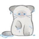 안양고양이분양