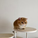 샤인모어 이미지