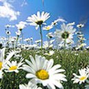 데이지 이미지