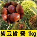 맛있고 믿을수 있는 충남부여공주 병고햇밤 1kg 4900원입니다 이미지