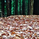 편백향기 이미지