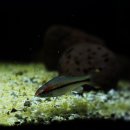 레드라인 이미지