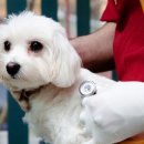 클리어동물병원 이미지