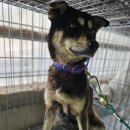 용성동물병원 이미지