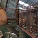 한국동물혈액은행 동물병원 이미지