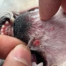 다나은 동물병원 이미지