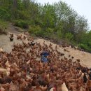 노아농장 이미지