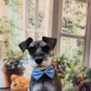 까꿍펫살롱 이미지