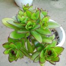 송광농장 이미지