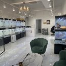 펫퍼스트 24시 강아지분양고양이분양 용인점 이미지