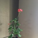트레쥬어