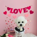 이번생은 댕댕이 이미지