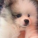 카인드독 이미지