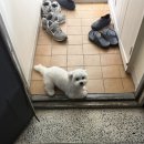 꼬또리몽 네이버블로그