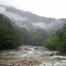 비;숲
