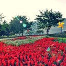 대공원광장대로 이미지