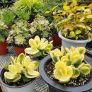 화월농장 2 이미지