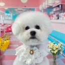 강아지미용실502 이미지