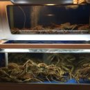 독도게찜 이미지