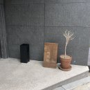 여수댁