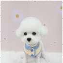 아임댕댕 이미지