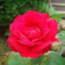 방태산솔마루 이미지