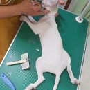 신일환동물병원 이미지