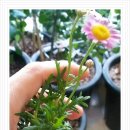 수연약품 이미지