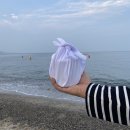 강아지소풍 이미지