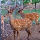 팔공사슴농장 이미지