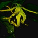 일랑일랑 이미지