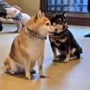 돈키호테 분식나라 | 🇯🇵 일본 오사카 5박 6일 가족여행, 이대로 가면 100% 성공(난바 | 주유패스 | USJ | 나라)