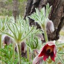 곰배령 꽃길 이미지