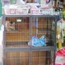 아지와 양이 이미지