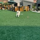 넙디로 | “꼬마 정원” 🐶영종도 애견카페🐾 | 아기와 강아지 함께 간 내돈내산 후기 👶🏻🐶🎶