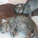 유목초등학교 이미지