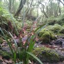 쉽게 배우는 사군자 | 겨울에 피는 난초, 한란(寒蘭)