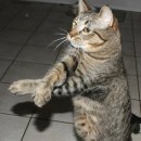 날으는고양이 이미지