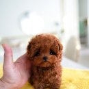 로즈향기 이미지