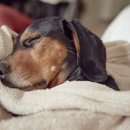 재생동물병원 이미지