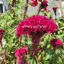 복을 부르는 민화 이미지