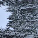 Amabilis mountain 1/13/2024 이미지