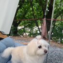수봉야영장 | 강원 양양,오색수봉야영장 (210611-13)