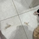 한솔세탁 | 06] 구정마루 마뷸러스 젠 웜브리즈 5개월 실사용 후기_강아지 미끄럼 방지 바닥 추천, 슬개골탈구방지...