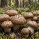 주식회사송이향 이미지