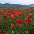 충남카쎈타 이미지