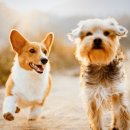 페로페라 동물병원 이미지