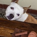 더파크동물의료센터 이미지